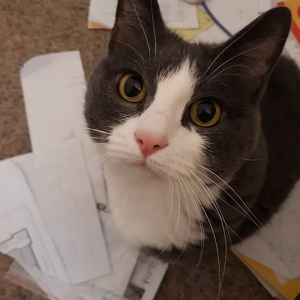 Patricia Anne Massard